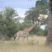 066stiegholzer_afrika_2015.jpg